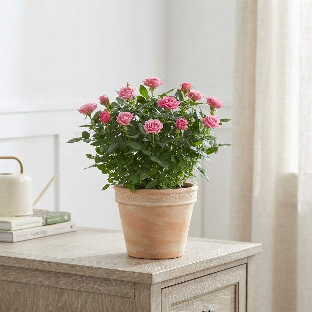 Pink Rose ‘Tunesia Star’ – 10.5cm Pot