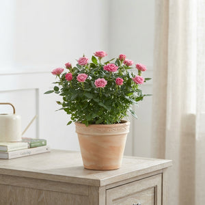 Pink Rose ‘Tunesia Star’ – 10.5cm Pot