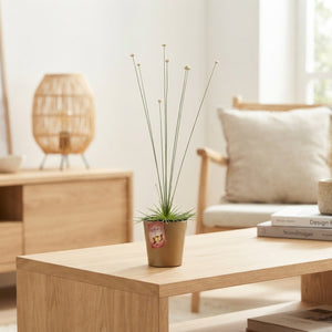 Mikado Plant (Syngonanthus) – 9cm Pot, 35cm High