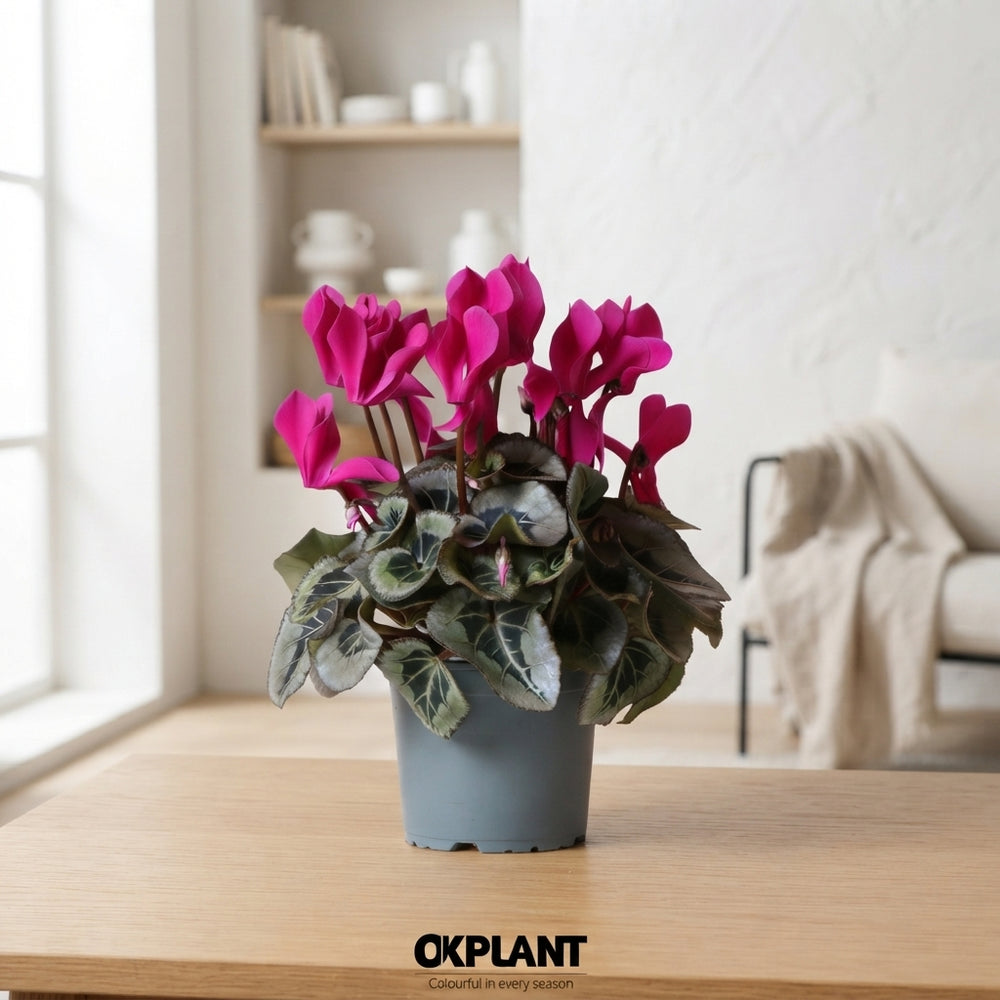 Mixed Cyclamen Persicum – 12cm Pot