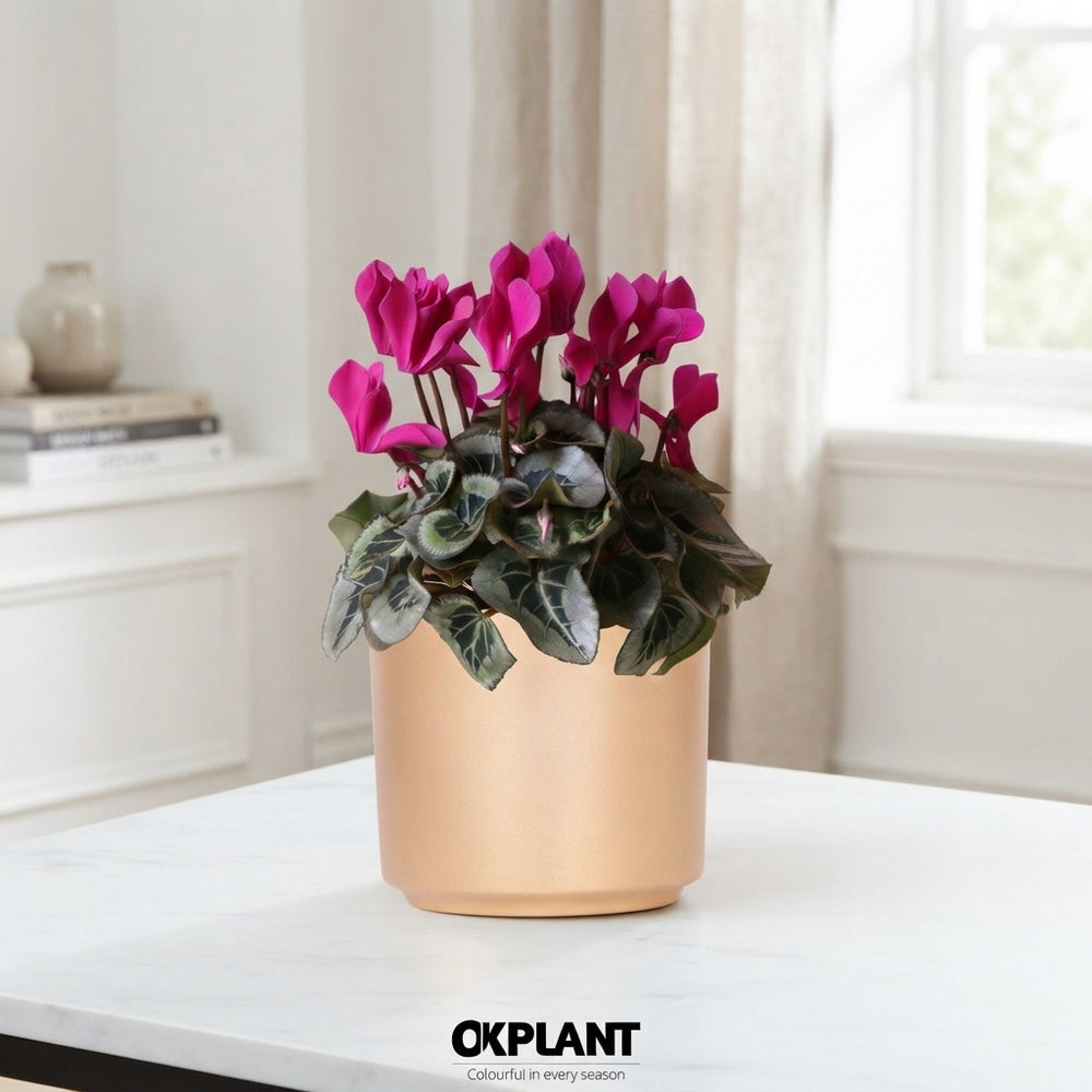 Mixed Cyclamen persicum in White Ceramic Pot – 12cm