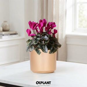 Mixed Cyclamen persicum in White Ceramic Pot – 12cm