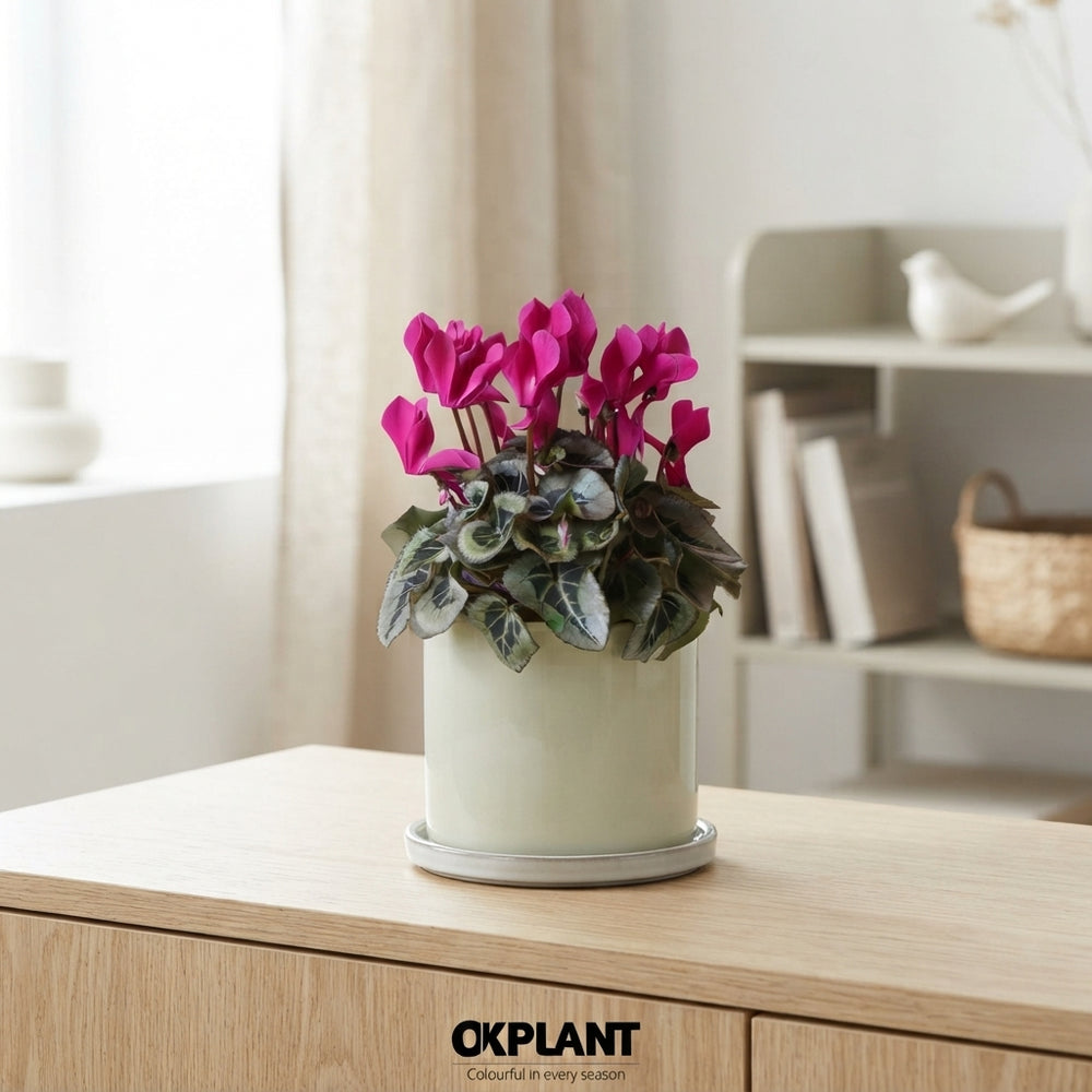 Mixed Cyclamen persicum – 12cm Ceramic Pot