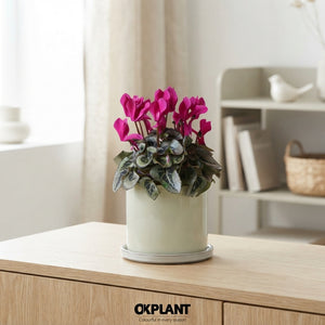 Mixed Cyclamen persicum – 12cm Ceramic Pot