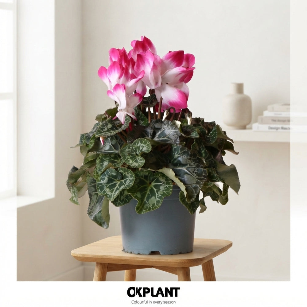 Fuchsia Persian Cyclamen (Cyclamen persicum) – 12cm Pot