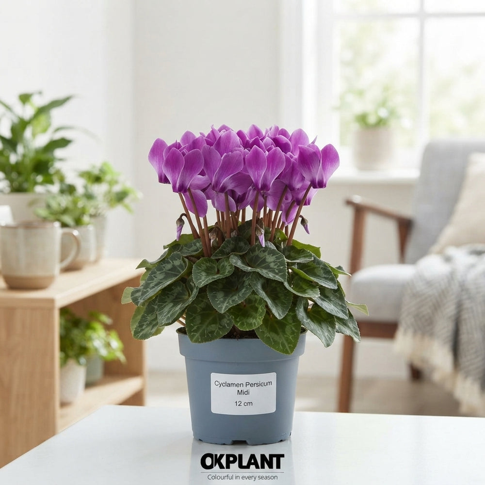 Purple-Flamed Cyclamen persicum – 12cm Pot