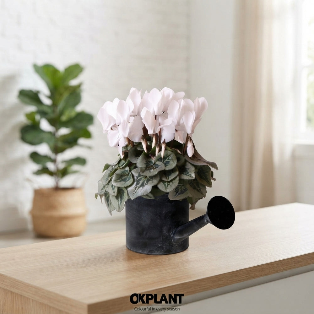 Mixed Cyclamen persicum – 12cm Pot