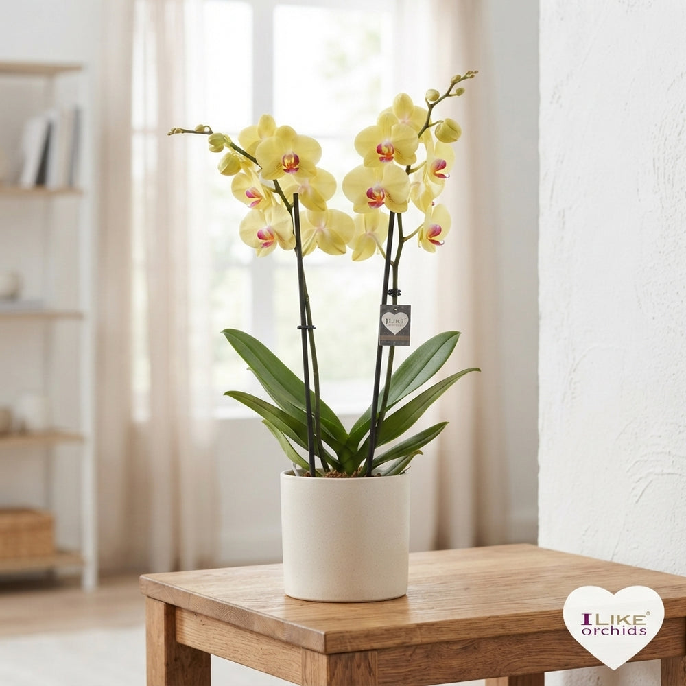 Golden Cheetah Phalaenopsis Orchid – 2 Stem, 12cm Pot