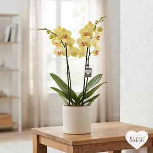 Golden Cheetah Phalaenopsis Orchid – 2 Stem, 12cm Pot