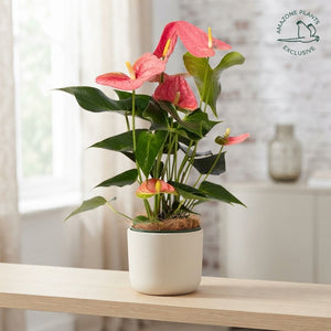 Pink Anthurium (Anthurium andraeanum) – 14cm Pot