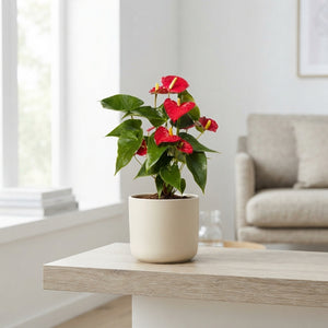 Mixed Anthurium Houseplant – 12cm Pot, 35cm High