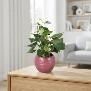 Mixed Anthurium Houseplant – 11cm Ceramic Pot