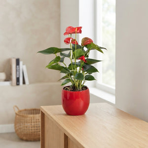 Mixed Anthurium Houseplant – 13cm Ceramic Pot