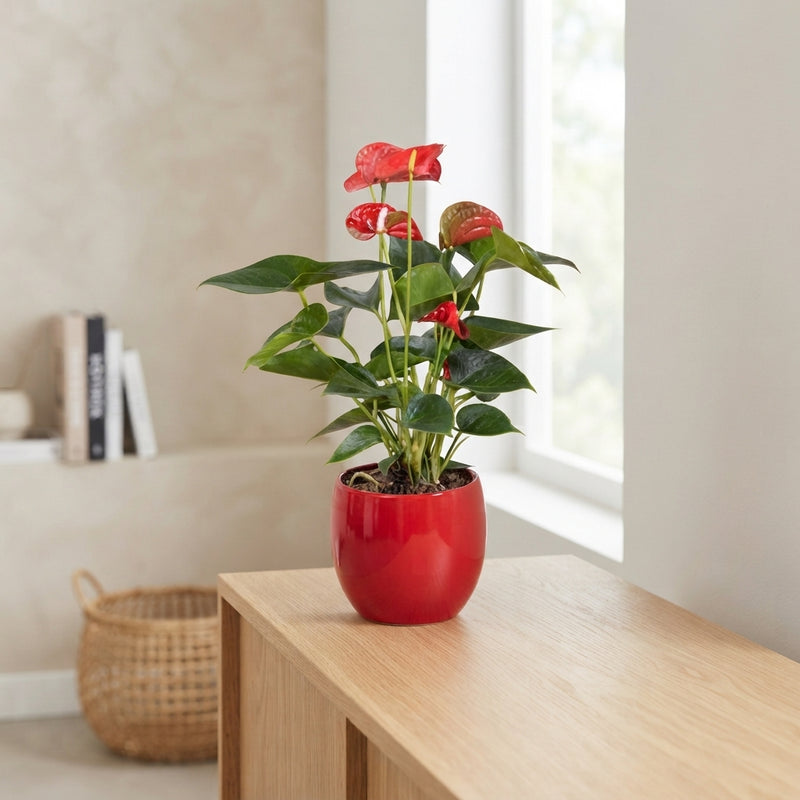 Mixed Anthurium Houseplant – 13cm Ceramic Pot