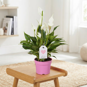 White Anthurium (Anthurium andraeanum) – 9cm Pot