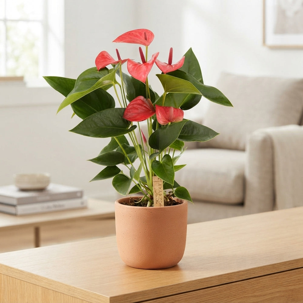 Anthurium Houseplant – 12cm Pot, Approx. 35cm High