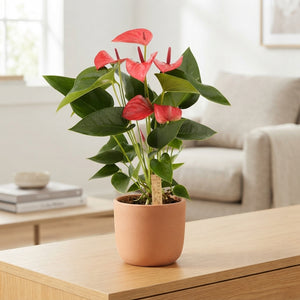 Anthurium Houseplant – 12cm Pot, Approx. 35cm High