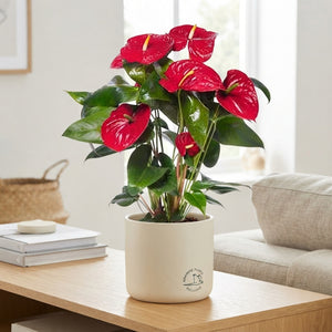 Red Anthurium (Anthurium andraeanum) – 17cm Pot