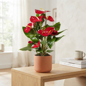 Red Anthurium (Anthurium) – 14cm Pot, 50cm High