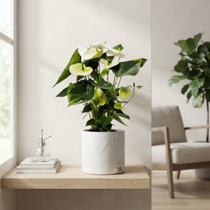 White Anthurium – 17cm Pot, 60cm Tall