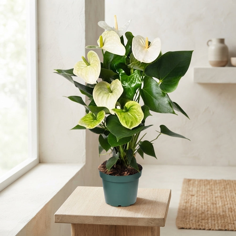 White Anthurium (Anthurium andraeanum) – 14cm Pot