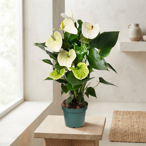 White Anthurium (Anthurium andraeanum) – 14cm Pot