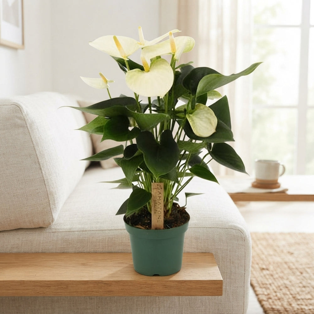 White Anthurium (Anthurium) – 12cm Pot, 35cm High