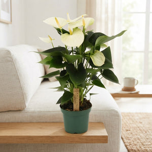 White Anthurium (Anthurium) – 12cm Pot, 35cm High