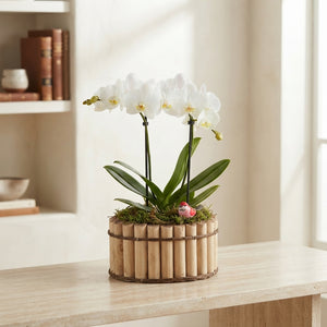 Mixed Colour Phalaenopsis Orchid Arrangement