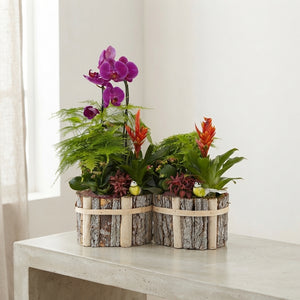 Mixed Colour Phalaenopsis Orchid Arrangement in Oval Beechwood