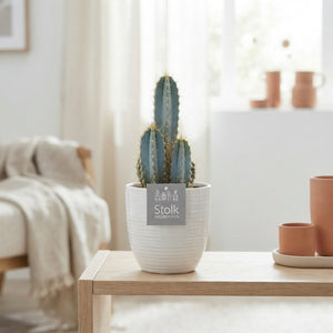 Mixed Cactus Collection – 13cm Ceramic Pot