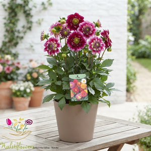 Dahlia ‘D Max Salinas’ – 19cm Pot, 50cm Height
