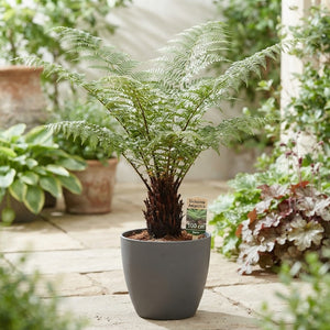 Soft Tree Fern (Dicksonia antarctica) – 24cm Pot