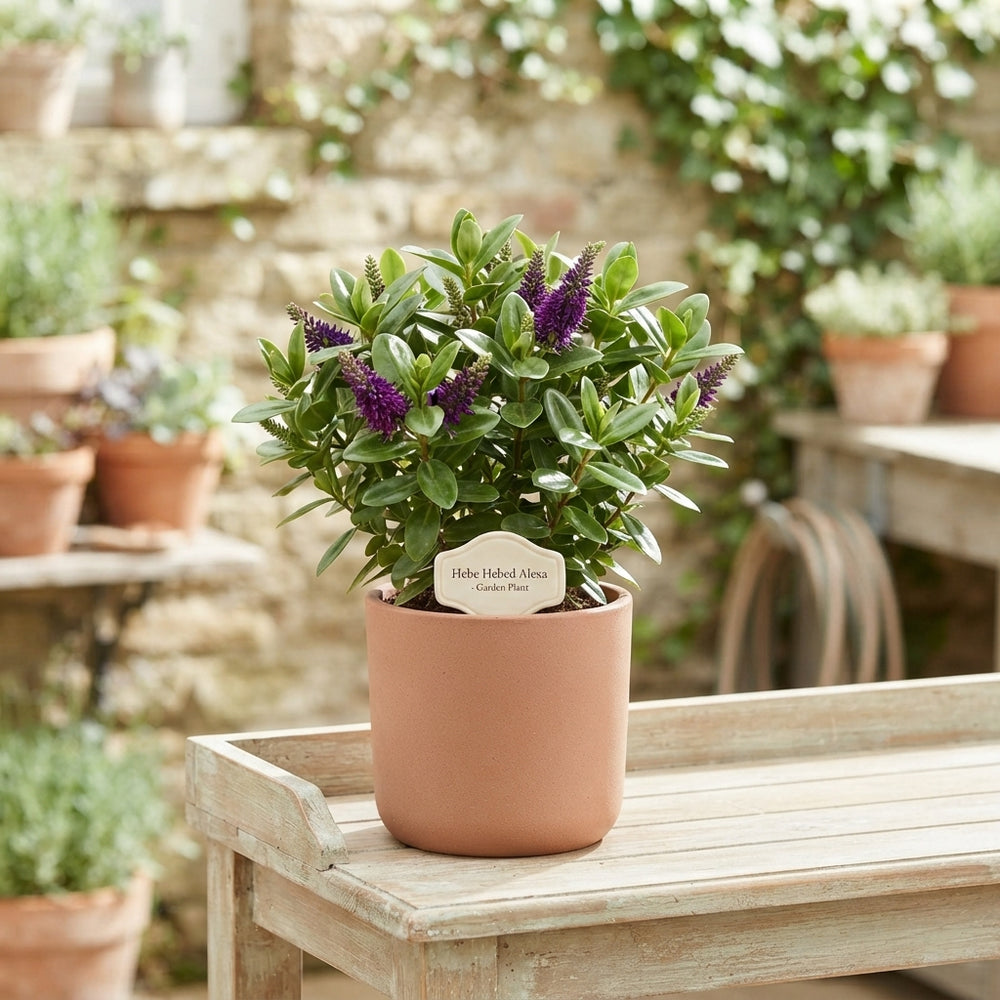Hebe ‘Alexa’ – 12cm Pot, Approx. 27cm High