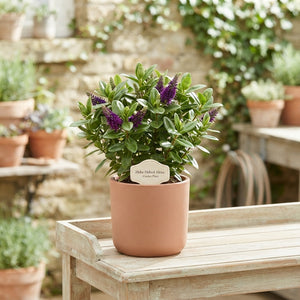 Hebe ‘Alexa’ – 12cm Pot, Approx. 27cm High