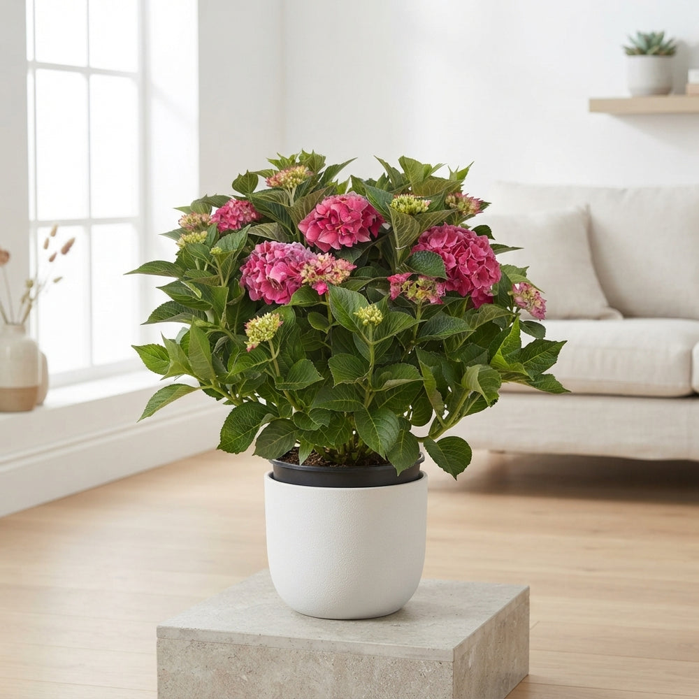 Pink Hydrangea macrophylla – 35cm Pot