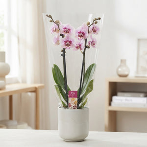Phalaenopsis Orchid ‘Aladdin’ – 12cm Pot, 50cm