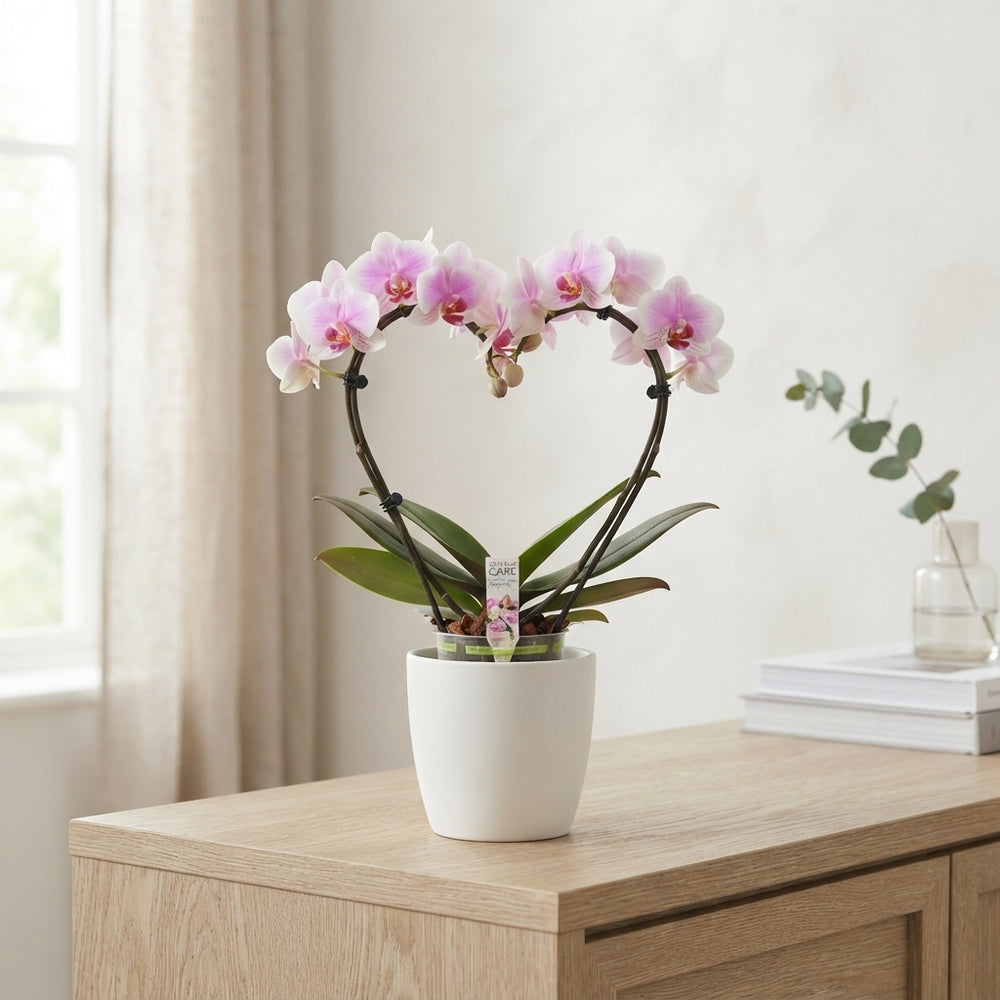 Mixed Phalaenopsis Orchid – 12cm Pot, 50cm High