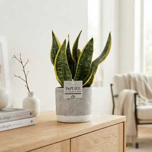 Sansevieria Superba Jade – 12cm Pot, 30cm High