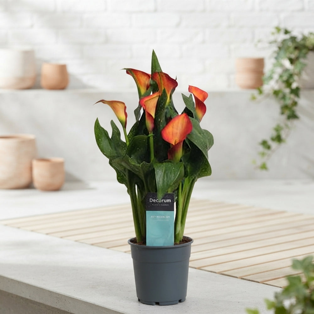 Orange Zantedeschia ‘Morning Sun’ – 12cm Pot