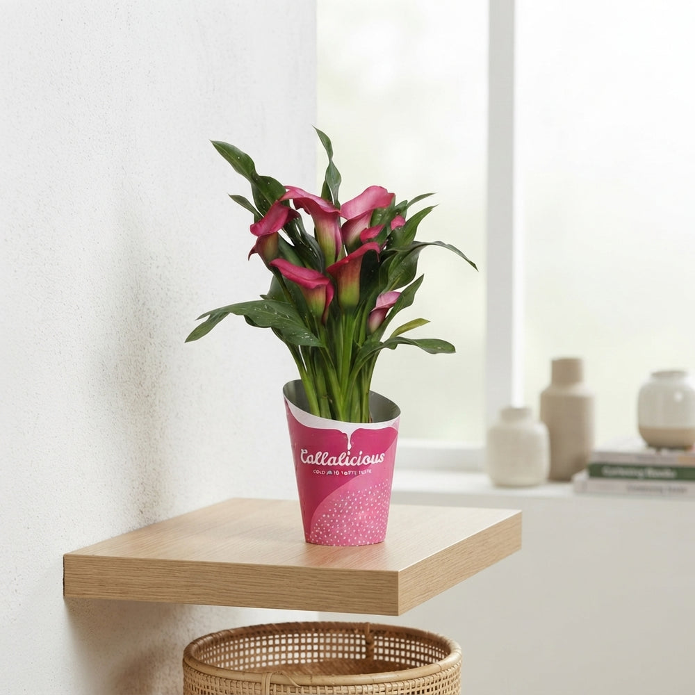 Peach and Pink Zantedeschia Calla Lily – 12cm Pot
