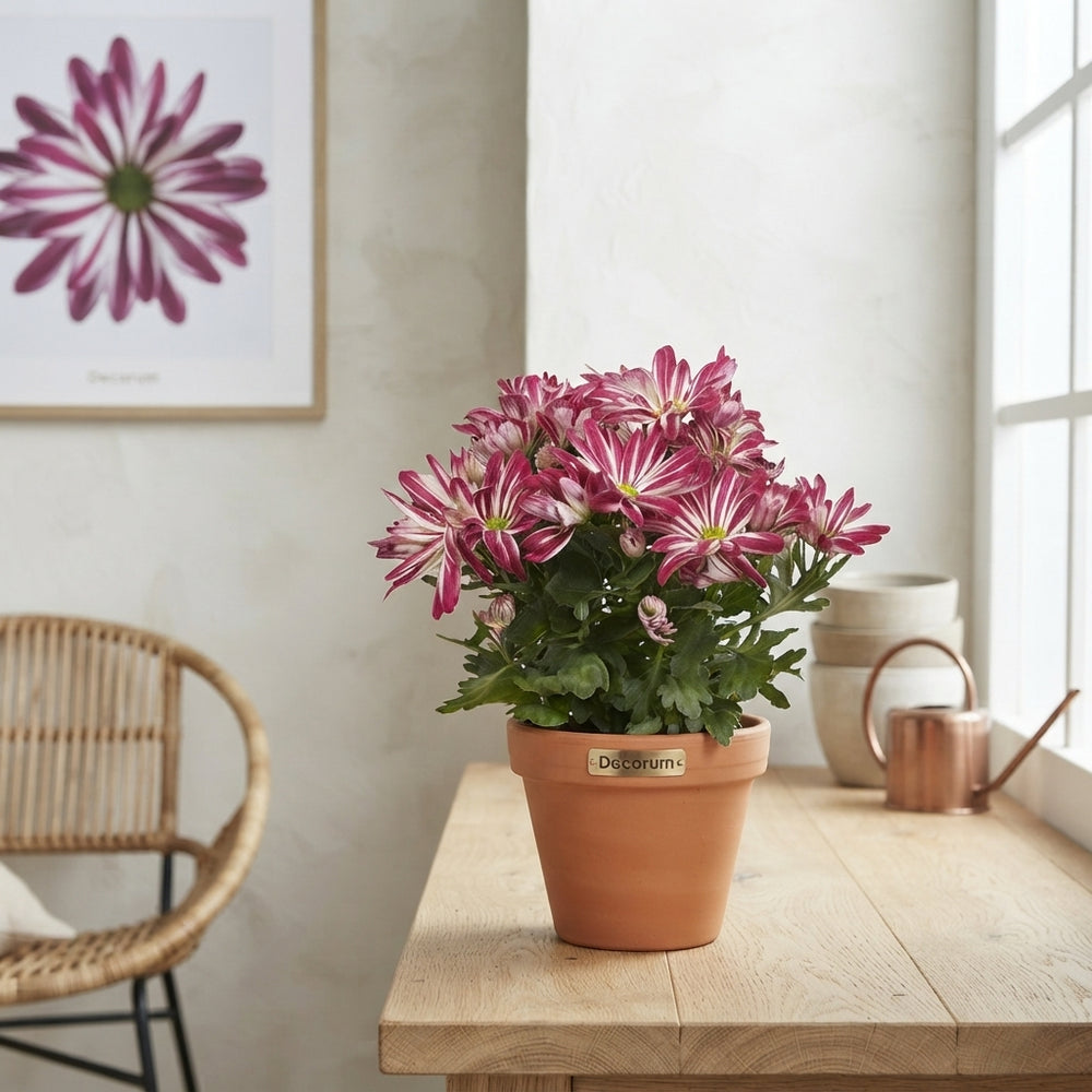 Chrysanthemum ‘Chrysanne Margarita Bicolor’ – 13cm Pot