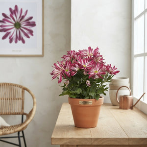 Chrysanthemum ‘Chrysanne Margarita Bicolor’ – 13cm Pot