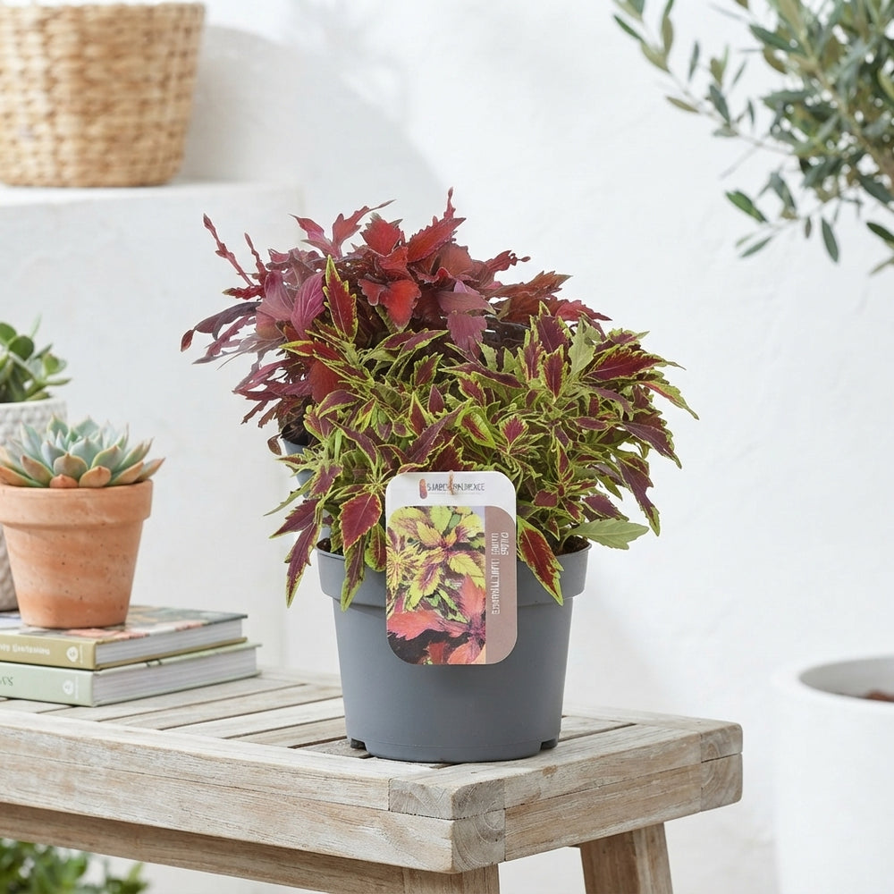 Mixed Coleus ‘Flamethrower’ – 17cm Pot