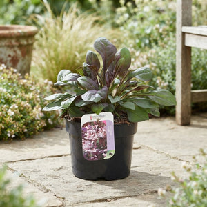 Penstemon ‘Dakota Burgundy’ – 17cm Pot