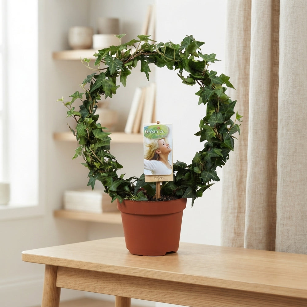 Green English Ivy (Hedera helix) – 13cm Pot