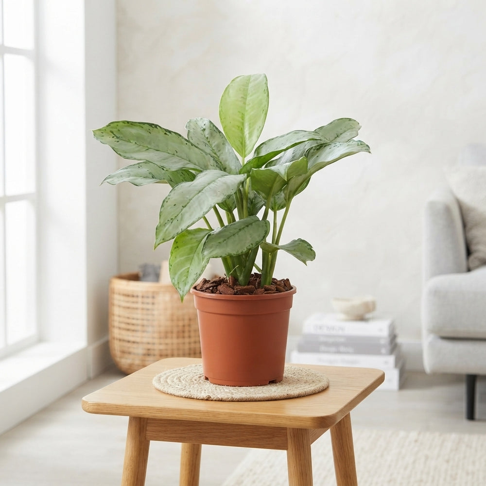 Aglaonema Freedman Chinese Evergreen – 24cm Pot