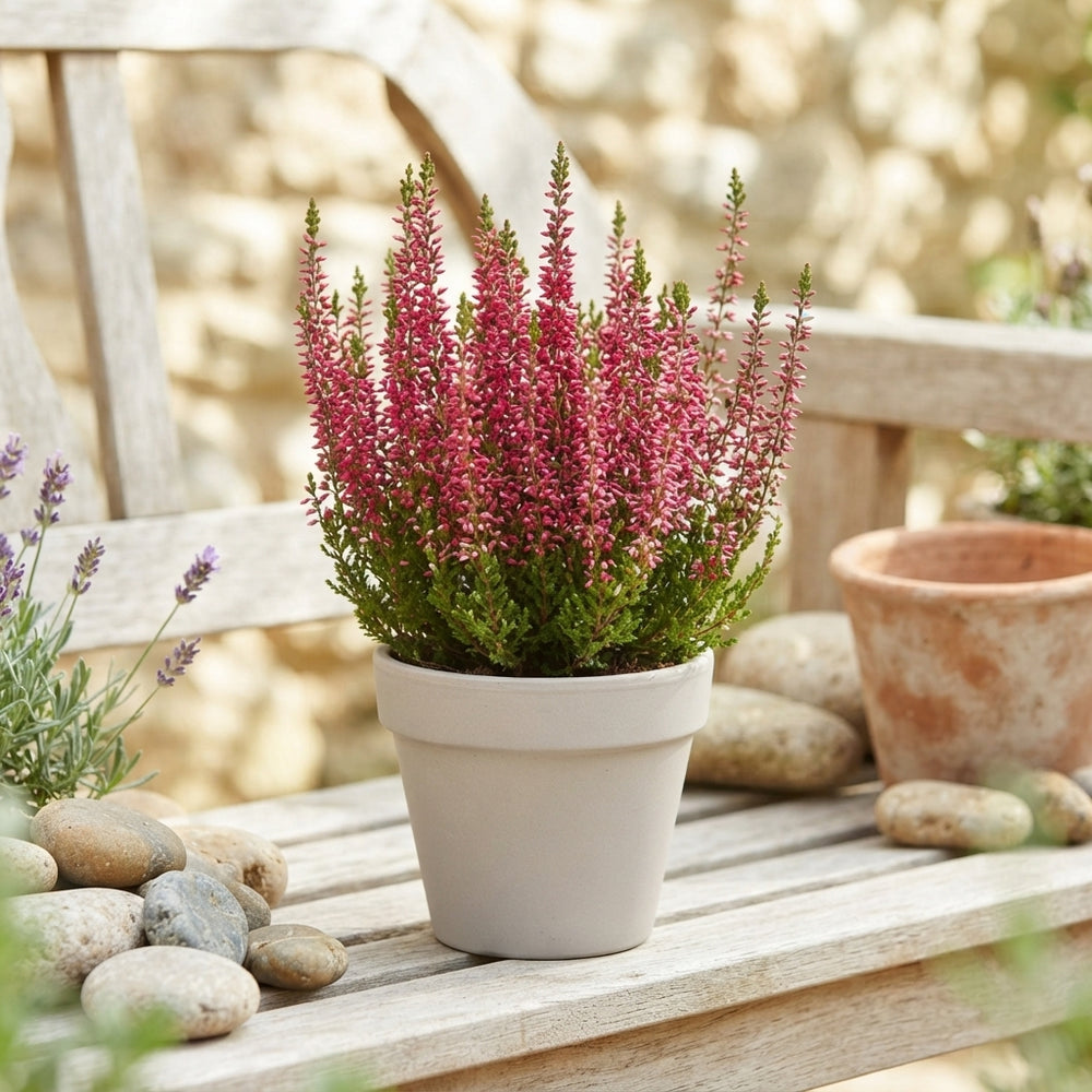 Red Heather (Calluna vulgaris) – 11cm Pot