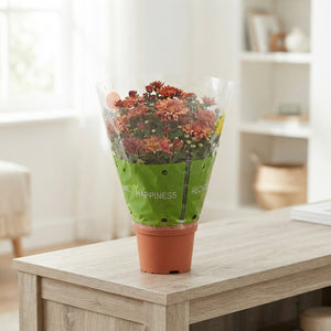Mixed Chrysanthemum Houseplant – 15cm Pot