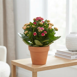 Mixed Kalanchoe Carnaval – 23cm Pot